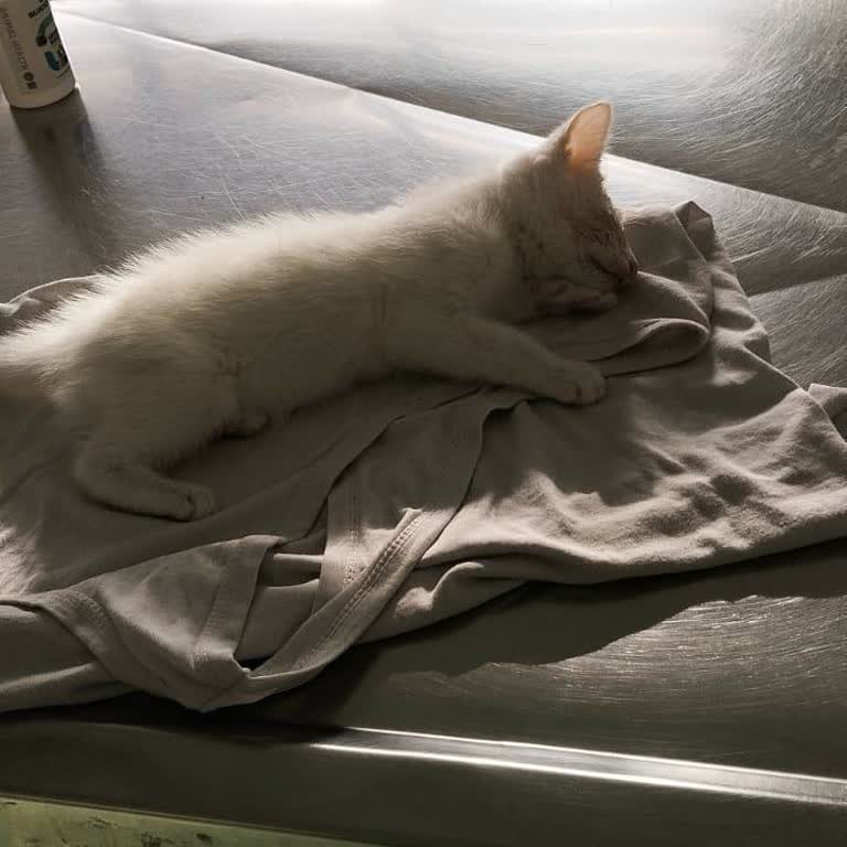 Selçuk Üniversitesi Veteriner Fakültesi Hayvan Hastanesi Veteriner Hizmetleri Ve Duyarlılık Sorunları