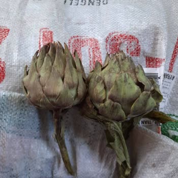 Enginar Mevsimi Resimleriyle Hiçbir Alakası Olmayan Ürün Gönderdiler