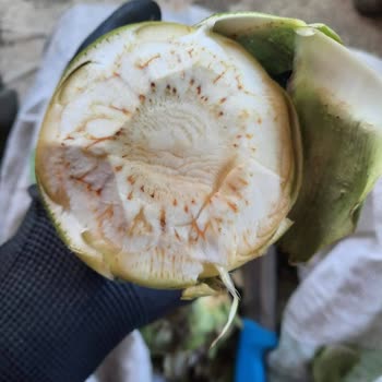 Enginar Mevsimi Resimleriyle Hiçbir Alakası Olmayan Ürün Gönderdiler