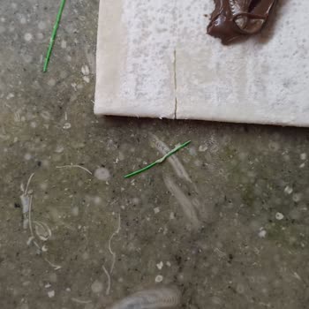 Şok Marketler Marketten Alınan Milföy Hamurunda Plastik Parça Şikayeti