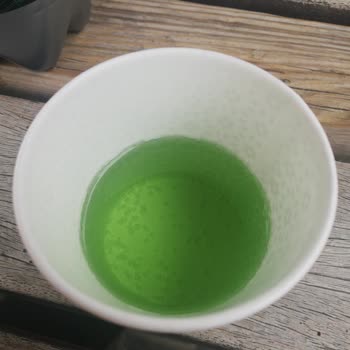 Black Bruin Cool Lime Çok Kötü