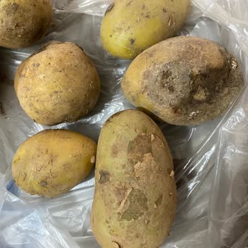 Şok Market SEBZE-MEYVE Sorunu
