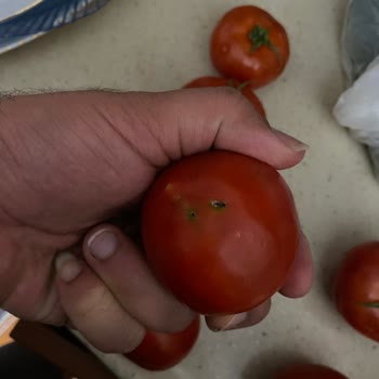 Şok Market SEBZE-MEYVE Sorunu