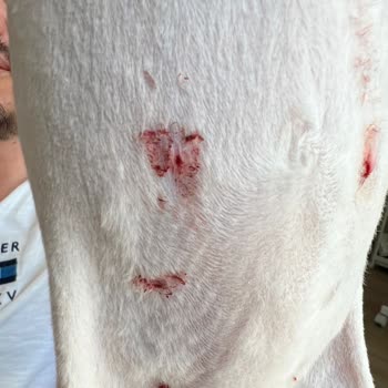 Vetfield Veteriner Kliniği Kedimizi Mahvetti