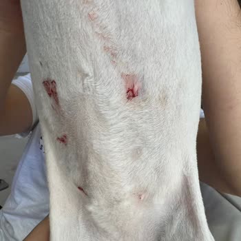 Vetfield Veteriner Kliniği Kedimizi Mahvetti