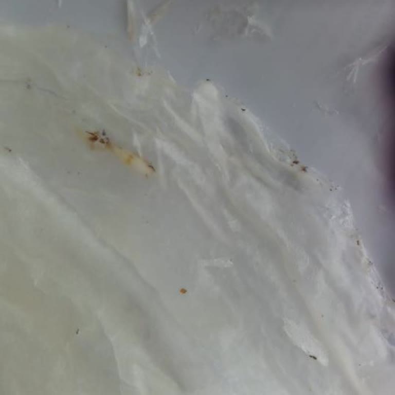 Erzincan Mandıranın Satmış Olduğu Kurtlu Güllaç