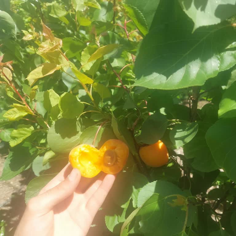 Çiftçinden Fidancılık Memnuniyetin Adresi