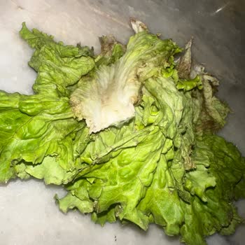 Bu Son Siparişim Şok Market