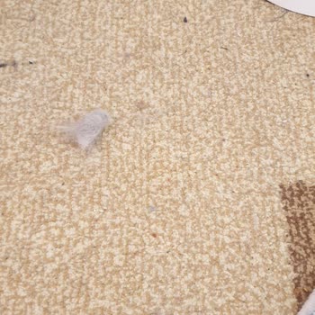 Lider Pet Food Hipoalerjenik Mama Kedime Alerji Yaptı