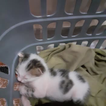 Alo 153 Hayvan Ambulansı Alo 153 Çalışmıyor