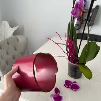 Çiçek Sepeti Pişmanlıktır!