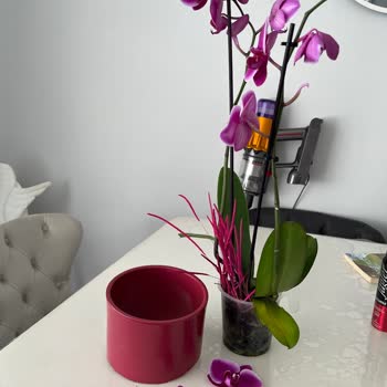 Çiçek Sepeti Pişmanlıktır!