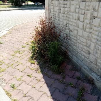 Etraf Temizliği, Düzeninden Bir Haber Atakum Belediyesi
