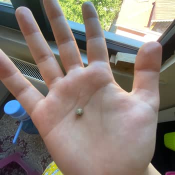 Dardanel Tondan Taş Çıktı