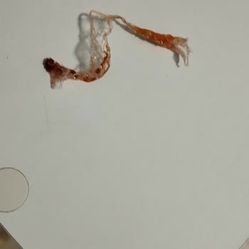 Cajun Corner Yemeğim Kötü Geldi