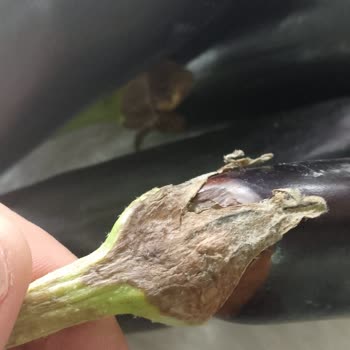 A101 Kapıda Çürük Ürün Getiriyor İade Yok