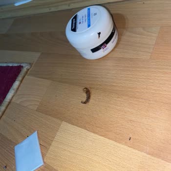 Biosin İlaçlama & Dezenfeksiyon Baştan Savma İlaçlama İlgisizlik