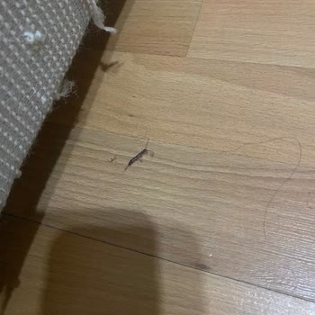 Biosin İlaçlama & Dezenfeksiyon Baştan Savma İlaçlama İlgisizlik