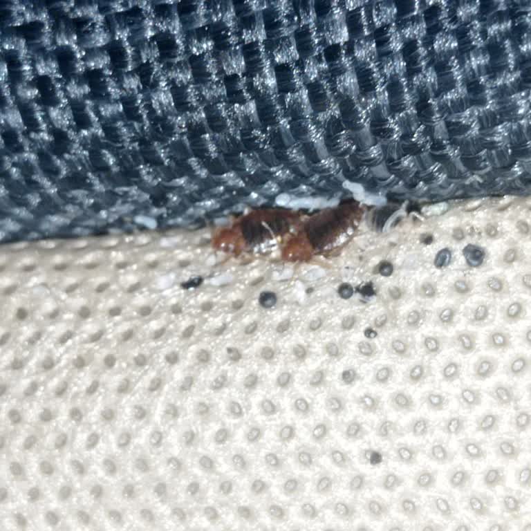 İstikbal Baza Başlık Tahta Kurusu