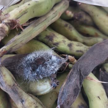 Adapazarı Serdivan Migros Çürük Ürünler, İade Sorunu