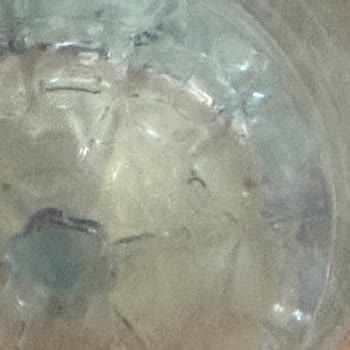 Hamidiye Su İçerisinde Yüzen Kurtçuk