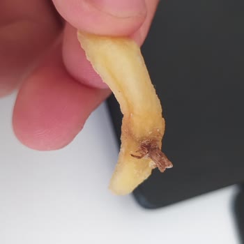 Burger King Patatese Saplı Böcek