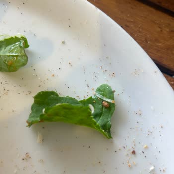 Kirpi Cafe De Pizzamın Üzerindeki Rokadan Böcek Çıktı