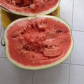 Şok Marketler 3 Adet Siparişim Ve De 3 Karpuzunda Bozuk Gelmesi.