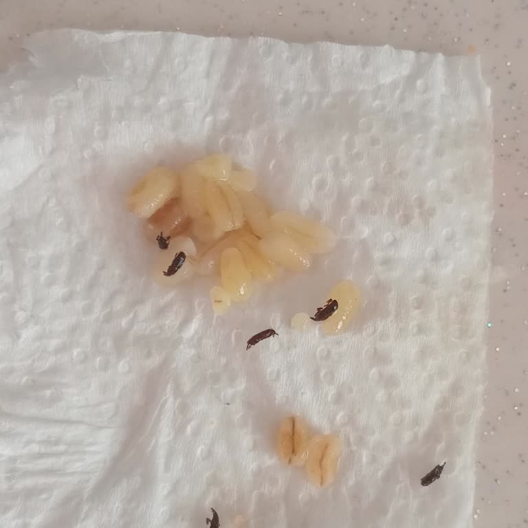 Hakmar Gıda Pilavlık Bulgur Bitlenmiş