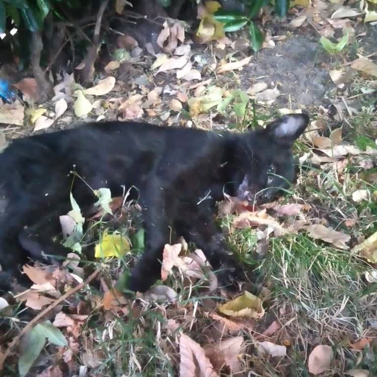 Bağcılar Belediyesi Kocayusuf Parkı Kedi Köpek Mama Otomatı Bozuk!