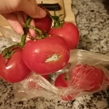 Migros Hemen Küflü Domates