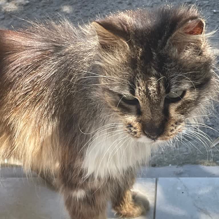 Hepsiburada Pawmas Kuru Kedi Maması