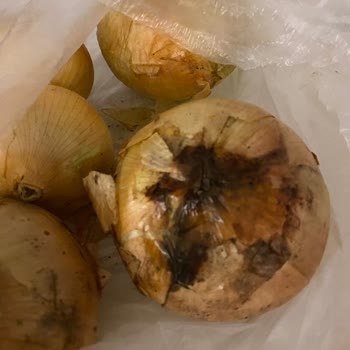 Migros Hemen Gelsin'den, Sipariş Vermiş Olduğumuz Sebzeler Çürük Geldi