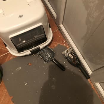 Petfor Kedi Kumu Kötü Kedi Kumu