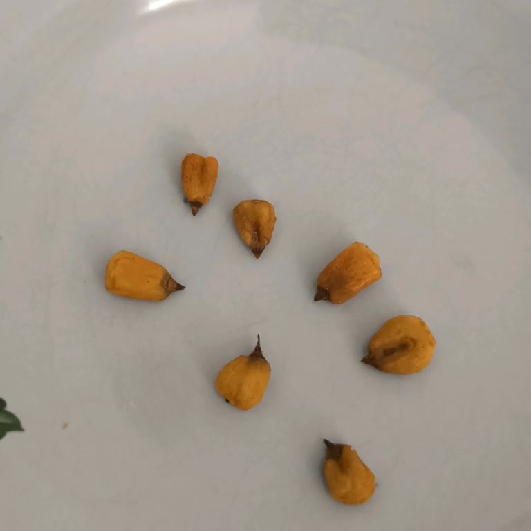 A101 Çerezya Cerez Çerezinin İçinden Çıkan Dikenli Mısırlar