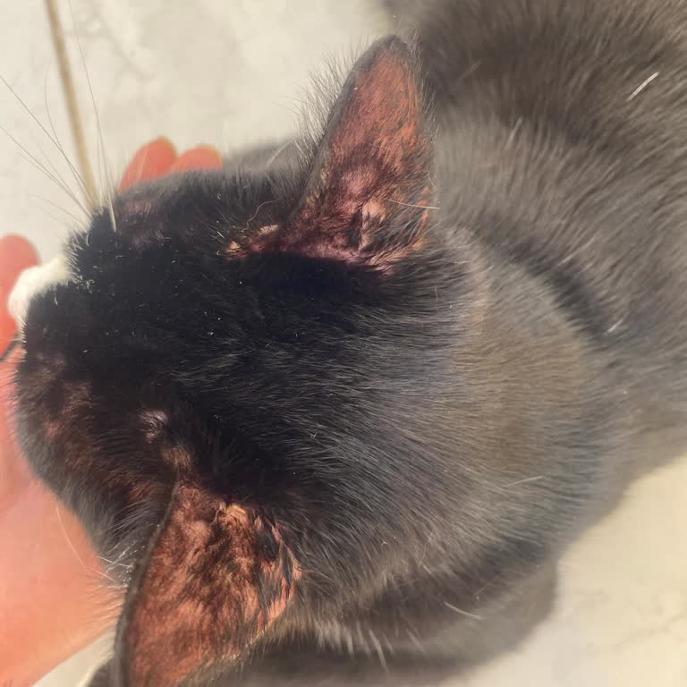 Ervet Veteriner Kliniği Şikayetçiyim