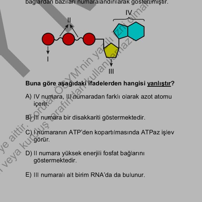 ÖSYM 2024 AYT Biyoloji Sorusu İçin Kitapçık Hatası Ve Yanıltıcı Bilgi