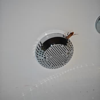 Solo Villa Hamam Böceği İstilası