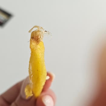 Burger Yiyelim Patates Kızartması İyi Soyulmamış