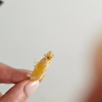 Burger Yiyelim Patates Kızartması İyi Soyulmamış
