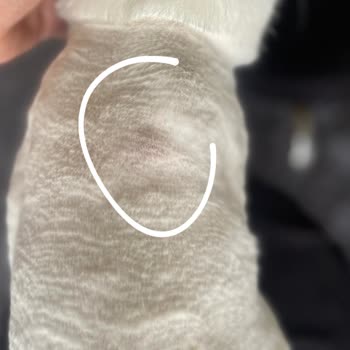 THY Uçuşunda Kedimin Kafesi Sabitlenmemiştir