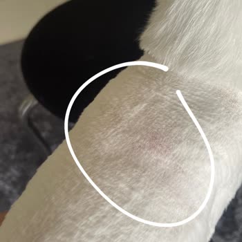 THY Uçuşunda Kedimin Kafesi Sabitlenmemiştir