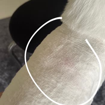 THY Uçuşunda Kedimin Kafesi Sabitlenmemiştir