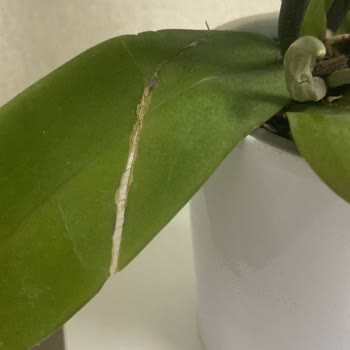 Çiçek Sepeti'nden Gelen Orkide Sorunu