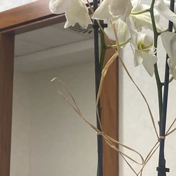 Çiçek Sepeti'nden Gelen Orkide Sorunu