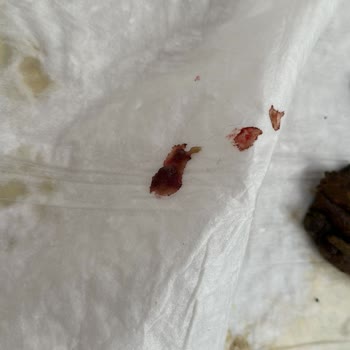 Pet Kuaför Sezer Balcı Köpeklerim Enfeksiyon Kaptı