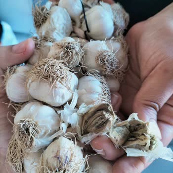 Şok Market Küflü Sarımsak Gönderdi