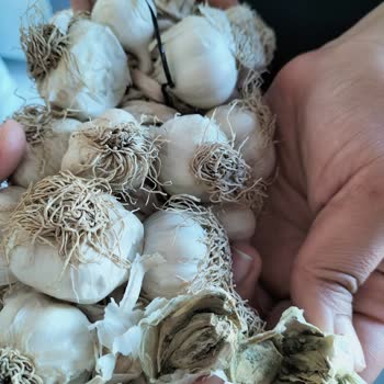 Şok Market Küflü Sarımsak Gönderdi