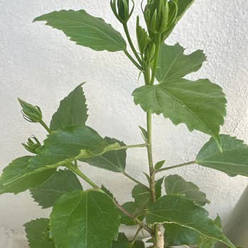 Türkoğlu Fidancılık Yanlış Ürün Gönderimi Ve Telafi Talebi