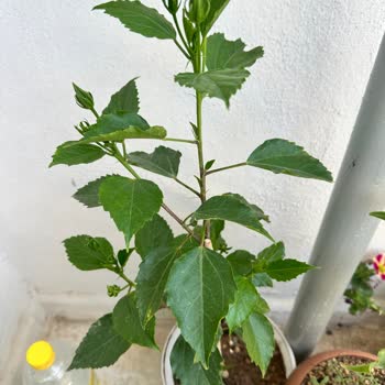 Türkoğlu Fidancılık Yanlış Ürün Gönderimi Ve Telafi Talebi